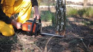 Trusted Christopher, IL Tree Care Experts